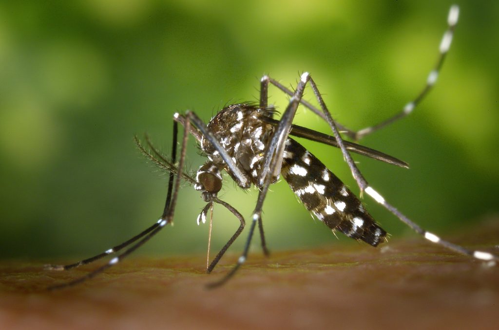 Epidémie de dengue à la Réunion
