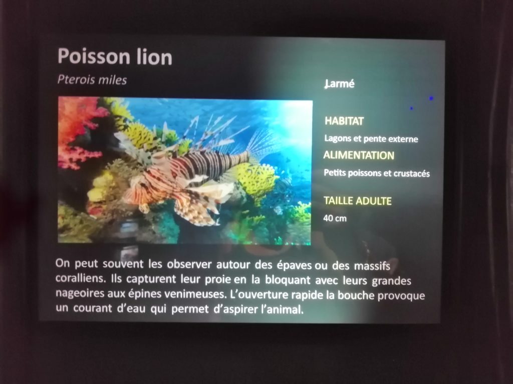Poisson lion aquarium de saint gilles